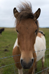 Naklejka na ściany i meble Icelandic horses in a peaceful meadow