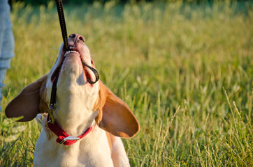 Stubborn beagle puppy pulling its leash with its teeth as if playing tug-of-war (selective focus on...