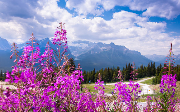 Mountain wildflowers at the lake louise ski resort during the summer