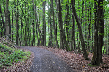 Waldweg