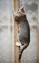 Striped active cat with white paws.
