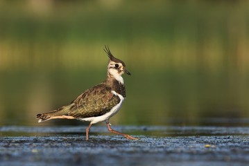 Northern Lapwing