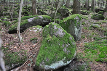 Felsen in einem Wald im Odenwald