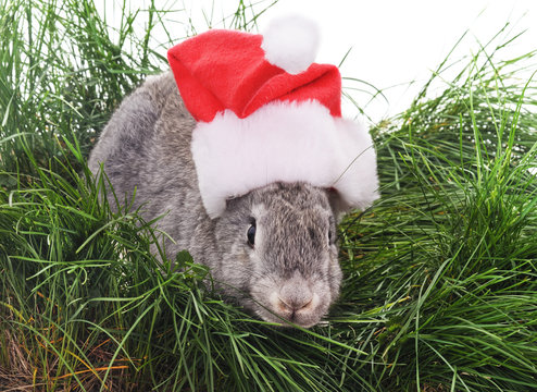 Rabbit in a Christmas hat.