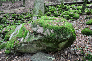Felsen in einem Wald im Odenwald