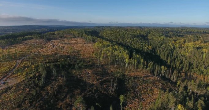 Panorama of old place of extraction of timber. Abandoned roads on the cleared fringe of forest. Camera flying up above trees. Northern Karelia republic, Russia