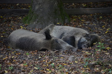 Sleeping wild