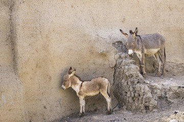 Donkeys in Djenne village, Mali