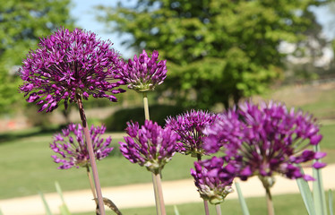 Obraz premium Allium hollandicum