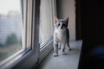 little gray kitten on the windowsill