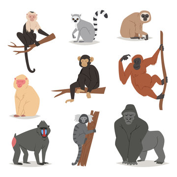 Monkey Vector Set Cute Animal Macaque Monkeyish Cartoon Character Of Primate Chimpanzee, Gibbon And Babbon Monkeyshines Illustration Isolated On White