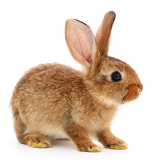 Brown rabbit on white.
