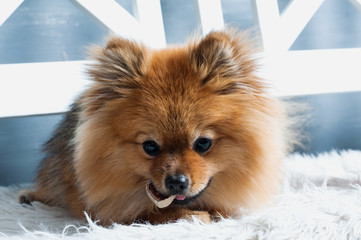 Obraz premium Pomeranian spitz is laying on the white plaid and eating delicacy. Concept happy holiday and food