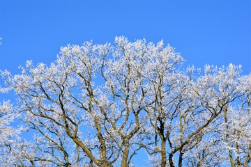 Parc de Gromesnil en hiver