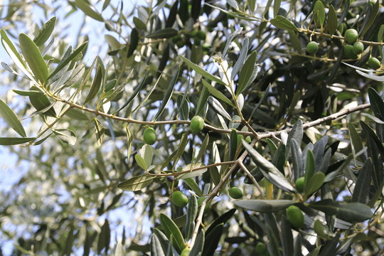 Grüne Olivenam Baum