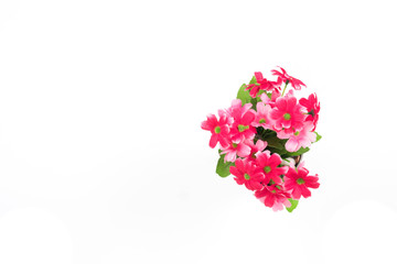 Red flower on white background.