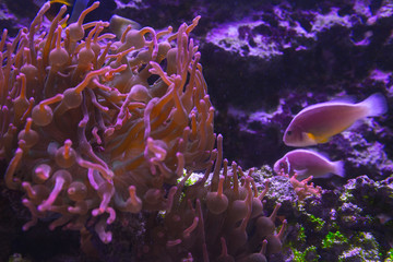Naklejka na ściany i meble Lively colorful fish from the aquarium in a dark display tank