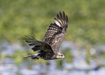 Snail Kite
