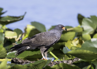 Snail Kite