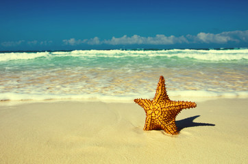 Fototapeta na wymiar starfish with ocean