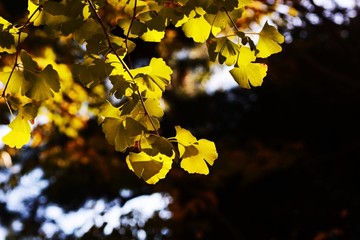 イチョウの紅葉