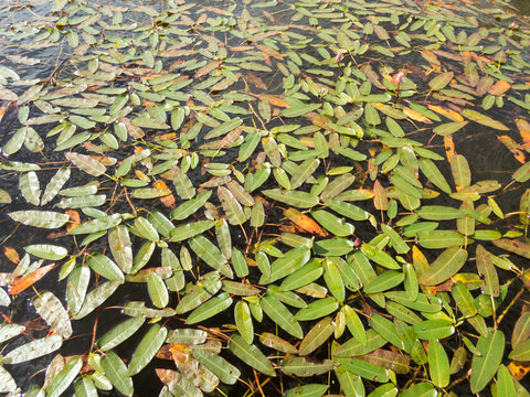 Floating leaves of Amphibious Bistort (Persicaria amphibia) water plant