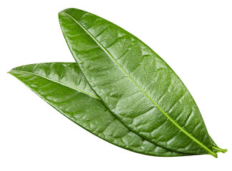 Fototapeta na wymiar mango leaves isolated