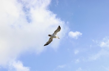 a single seagull flying on the clear blue sky