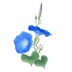 Morning Glory Heavenly Blue. Flowers, buds and twisted vines.
Hand drawn vector illustration on transparent background. - 183681632