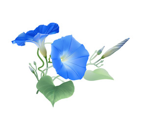 Morning Glory Heavenly Blue. Flowers, buds and twisted vines. 
Hand drawn vector illustration on transparent background.