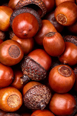 Texture of dried acorn . Background.Closeup.A lot of acorn.Autumn background