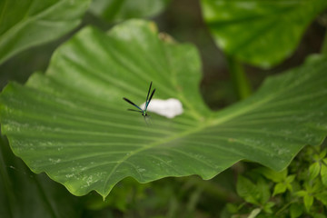 Dragonfly on the leaf
