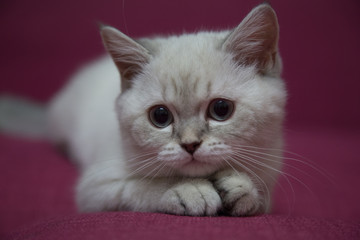 kitten