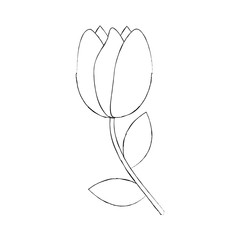 tulip flower flora natural bloom delicate vector illustration