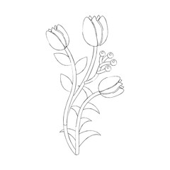 natural flowers berry stem leaves flora image vector illustration