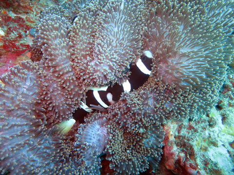 Fototapeta Weissband-Anemonenfisch (Amphiprion latezonatus)