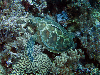 Suppenschildkröte (Chelonia mydas), Grüne Meeresschildkröte