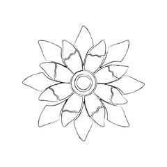 beauty flower floral natural bloom petal vector illustration