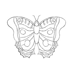 top view of beautiful monarch butterfly vector illustration