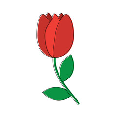 tulip flower flora natural bloom delicate vector illustration