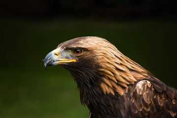 Golden eagle -  closeup portrait  (Aquila chrysaetos)