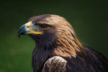 Golden eagle -  closeup portrait  (Aquila chrysaetos)