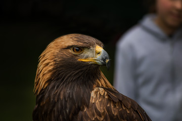 Golden eagle -  closeup portrait  (Aquila chrysaetos)