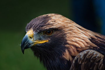 Golden eagle -  closeup portrait  (Aquila chrysaetos)
