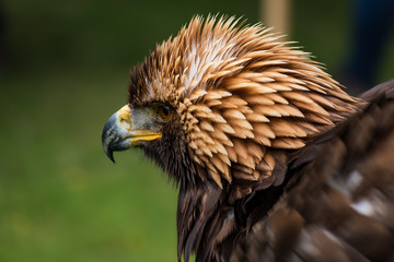 Golden eagle -  closeup portrait  (Aquila chrysaetos)
