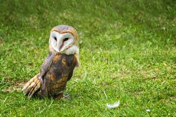 Barn owl (Tyto alba) on green grass – closeup portrait