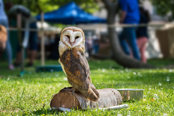 Barn owl (Tyto alba) on green grass – closeup portrait