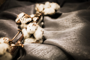 Cotton. Beautiful cotton balls. Natural, white decoration. 