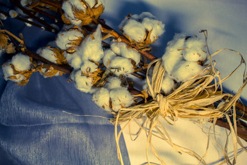Cotton. Beautiful cotton balls. Natural, white decoration. 