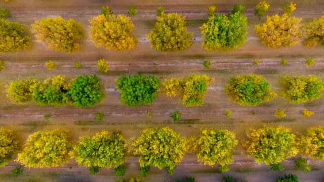 Straight down aerial of rows of trees in an orchard in Fall